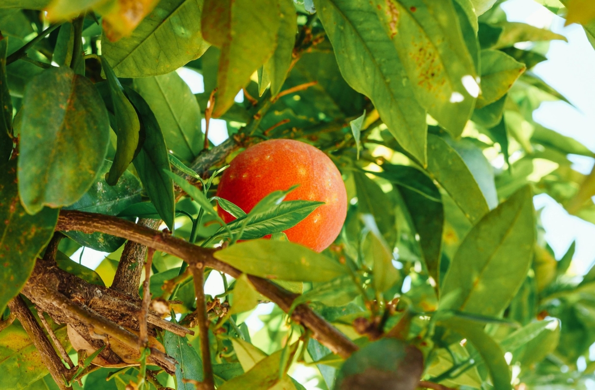 pexels-kindelmedia-7457207